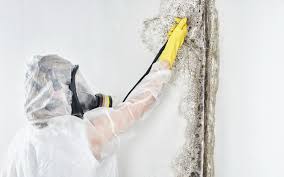 Best Mold Odor Removal Services  in Ashtabula, OH